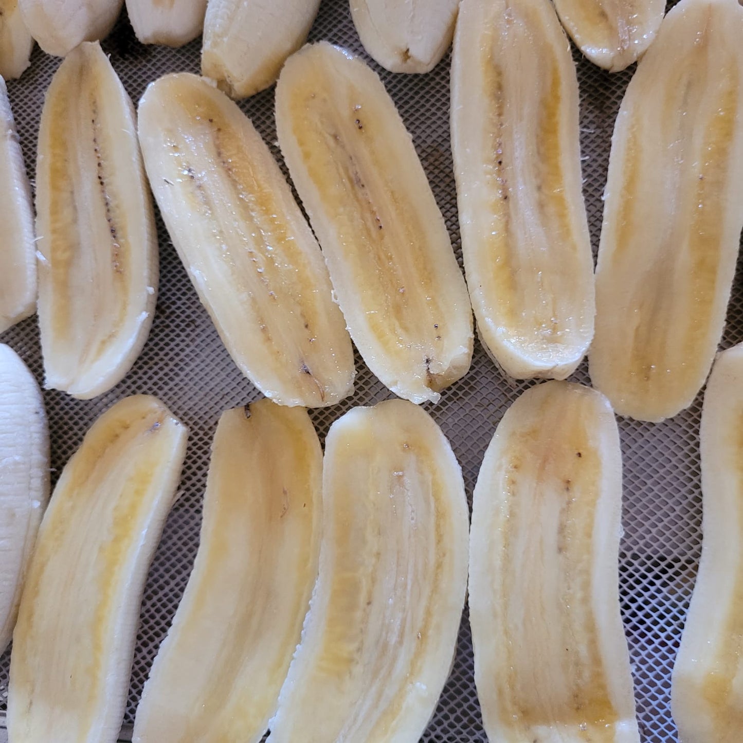 Banana Passa Orgânica produzida em Agrofloresta.